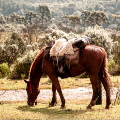 Perto do coração selvagem