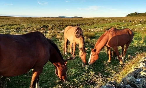 Perto do coração selvagem